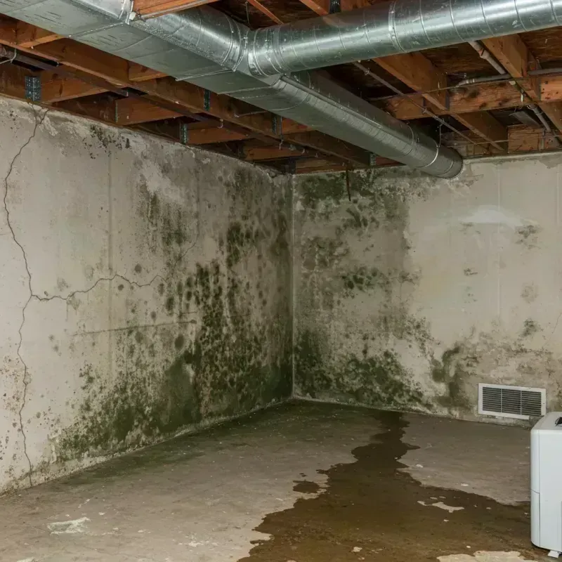 Professional Mold Removal in Lowndes County, AL